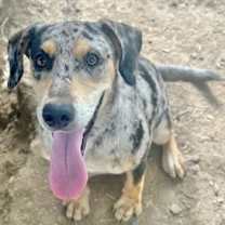 Thumbnail photo of Frankie #2