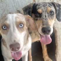 Thumbnail photo of Frankie #3