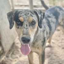 Thumbnail photo of Frankie #1