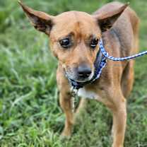 Thumbnail photo of Hank #1