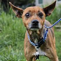 Thumbnail photo of Hank #2