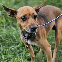 Thumbnail photo of Hank #3