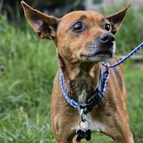 Thumbnail photo of Hank #4