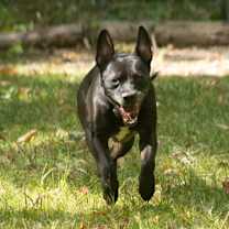 Thumbnail photo of Apollo #3