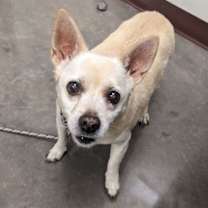 adopt-pet