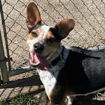 Thumbnail photo of Indy #1