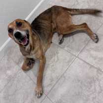 adopt-pet