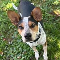 Thumbnail photo of Indy #2