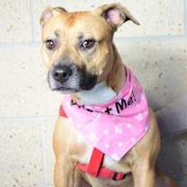 Thumbnail photo of 25-476D Nayia #2