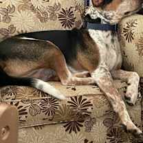 Thumbnail photo of Indy #3