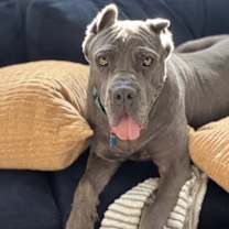 Thumbnail photo of Lilac #1