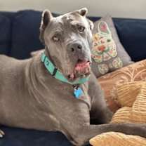 Thumbnail photo of Lilac #2