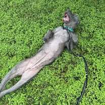 Thumbnail photo of Lilac #3