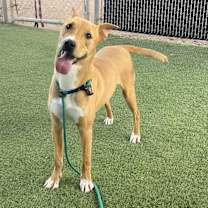 Thumbnail photo of SCOOBY #1