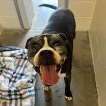 Thumbnail photo of Hank (In Foster) #2