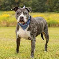 Thumbnail photo of Hank (In Foster) #4