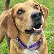 Thumbnail photo of Champ #4