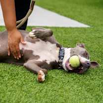 Thumbnail photo of Cali #2