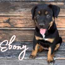 adopt-pet