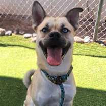 adopt-pet