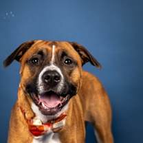 Thumbnail photo of Little Drummer Boy #1