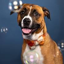 Thumbnail photo of Little Drummer Boy #2