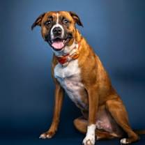 Thumbnail photo of Little Drummer Boy #3