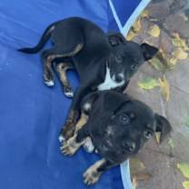 Thumbnail photo of Nala #2