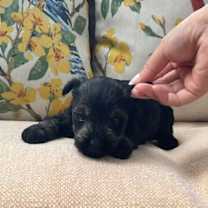 Thumbnail photo of Arabella/ ADOPTED #1