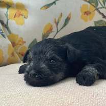 Thumbnail photo of Arabella/ ADOPTED #2