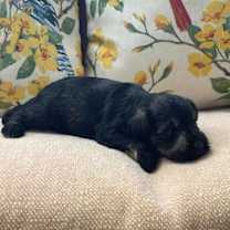 Thumbnail photo of Arabella/ ADOPTED #3