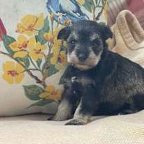 Thumbnail photo of Amber/ ADOPTED #2