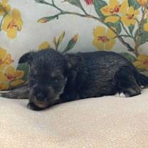 Thumbnail photo of Archie/ ADOPTED #3