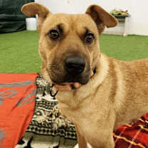 adopt-pet