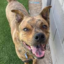 adopt-pet