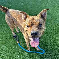 Thumbnail photo of Glitter (Tigger) #4