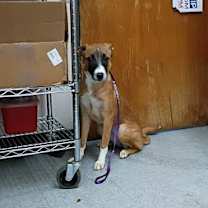 Thumbnail photo of Pi #2