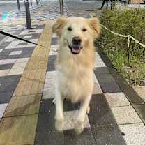 adopt-pet