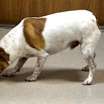 Thumbnail photo of Archie #2