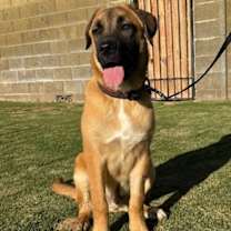 adopt-pet