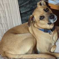 adopt-pet