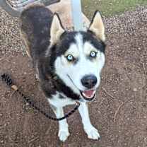 adopt-pet