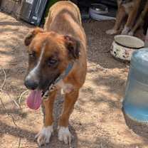 adopt-pet