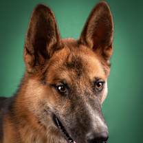 adopt-pet