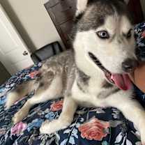 Thumbnail photo of Zeus #3