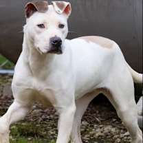 Thumbnail photo of Opal #3