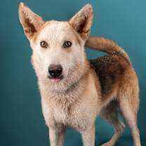 adopt-pet