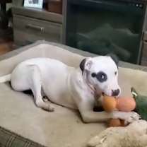 Thumbnail photo of Buddy Boy/BB #3