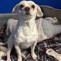 adopt-pet