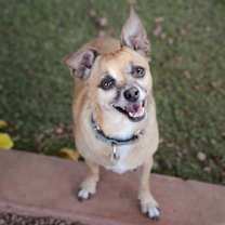 adopt-pet